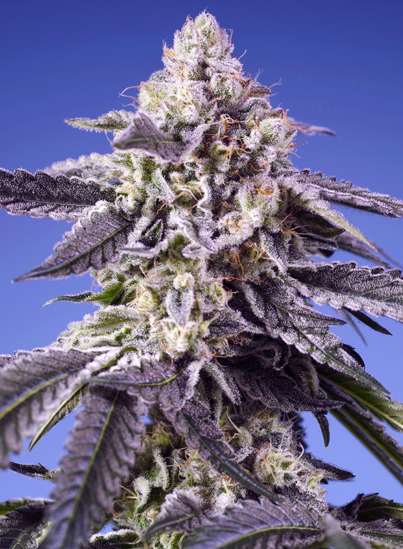 PERMANENT_JEALOUSY_XL_AUT_semenacannabis_cz